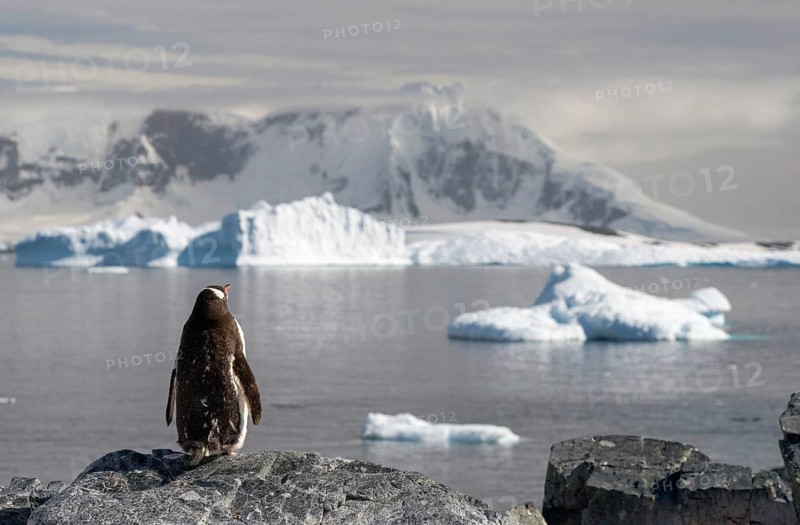Gentoo Penguin (Pygoscelis papua)