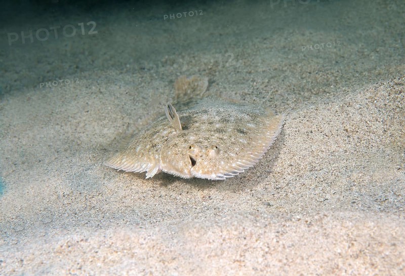 Snouted Sole (Solea lascaris nasuta