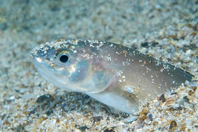 Roche's Snake Blenny (Ophidion rochei)