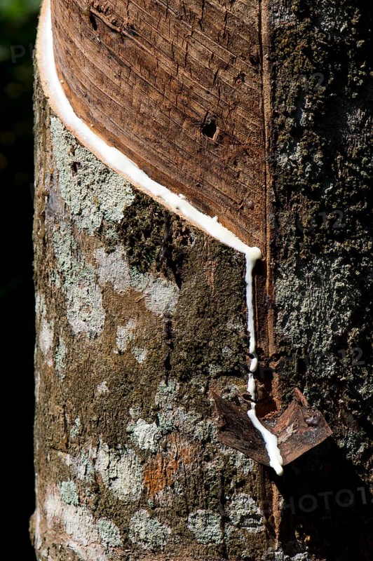 Incised Rubber Tree (Hevea brasiliensis)