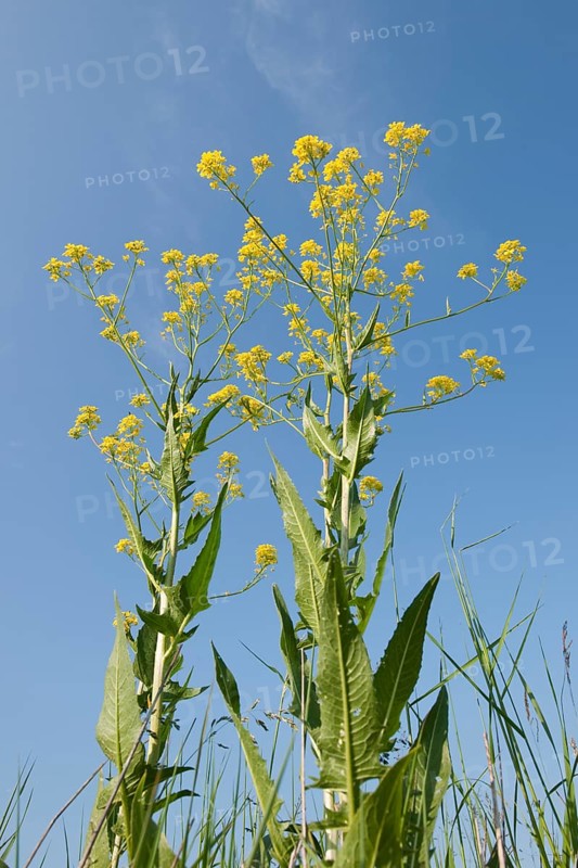 Turkish Rocket (Bunias orientalis)