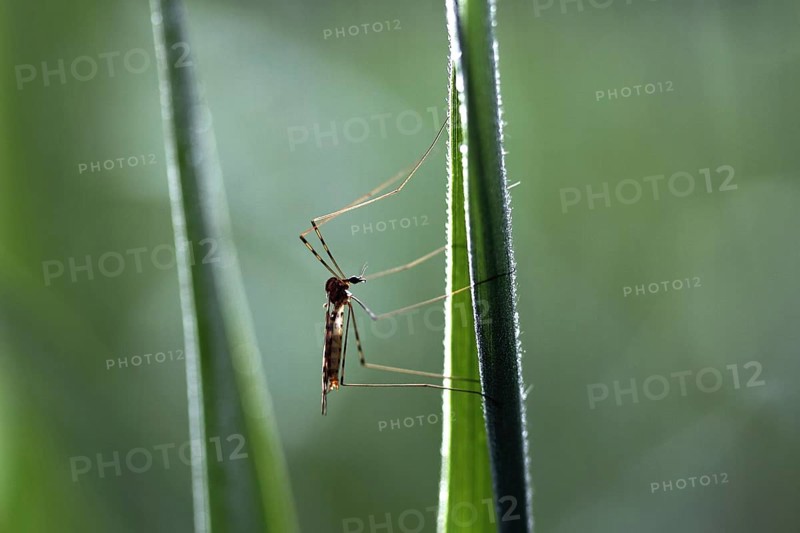 Crane fly (Tipulidae)