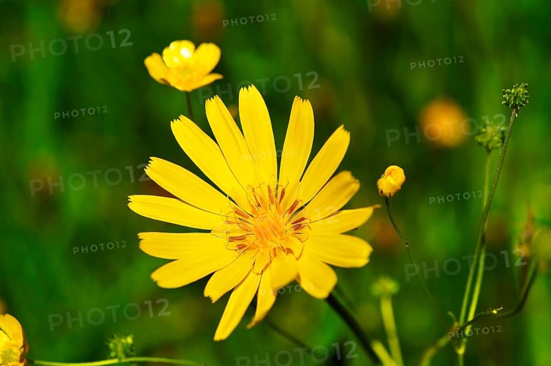 Meadow Salsify or Showy Goat's-beard (Tragopogon pratensis)
