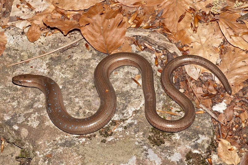 Slow Worm (Anguis fragilis) with blue spots basking in the sun
