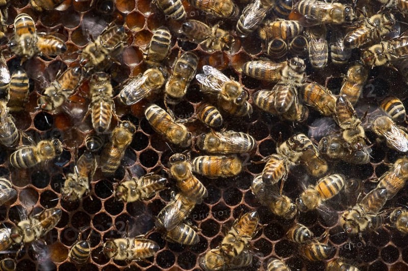 Honey Bees (Apis sp.) on a honeycomb