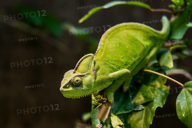 Yemen Chameleon or Veiled Chameleon (Chamaeleo calyptratus)