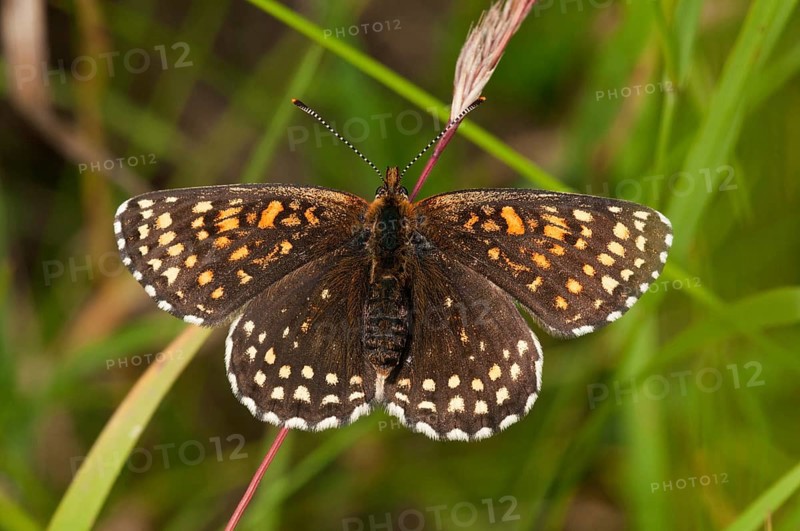 False Heath Fritillary (Melitaea diamina)