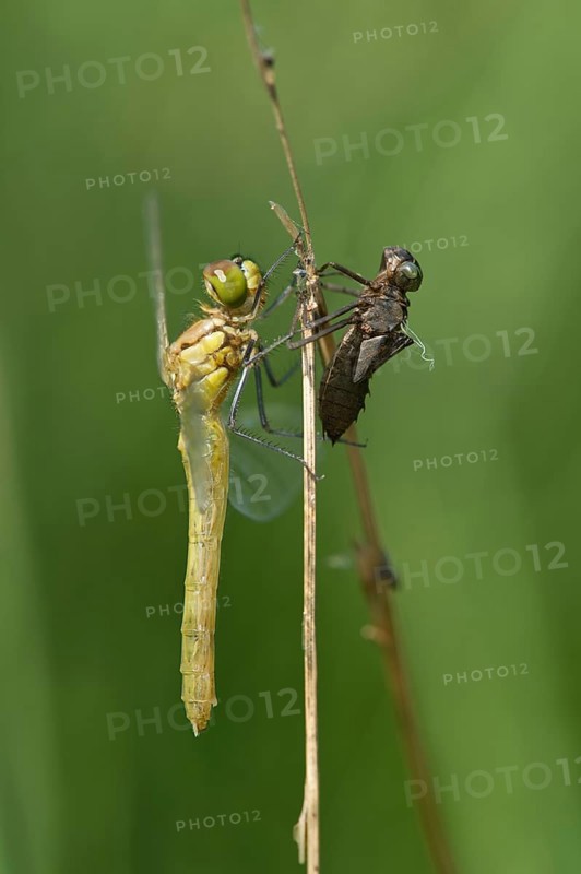 Newly hatched Spotted Darter (Sympetrum depessiusculum) with exuvia