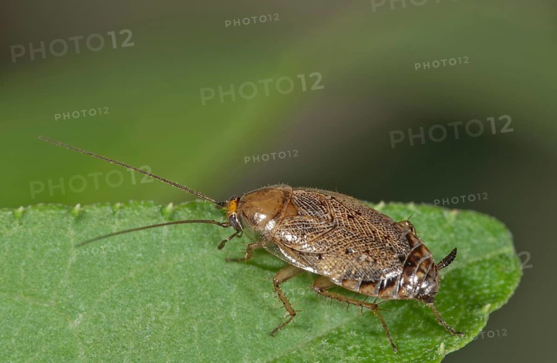 European Cockroach (Ectobius lapponicus)