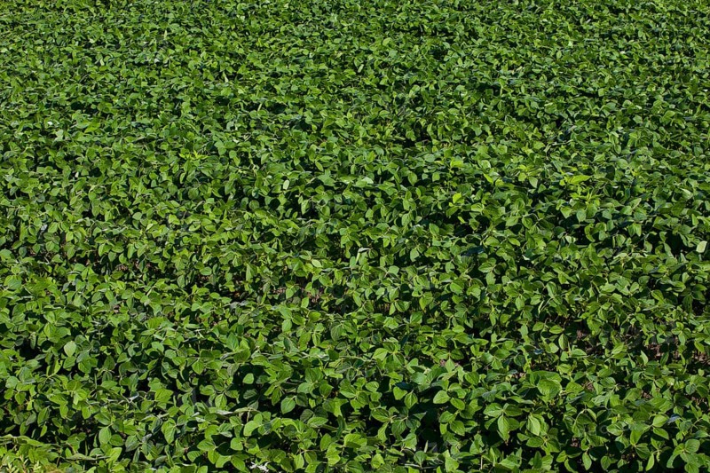 Soy field
