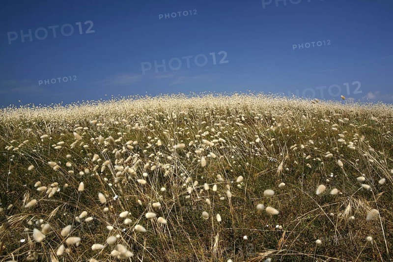 Flowering marram grass