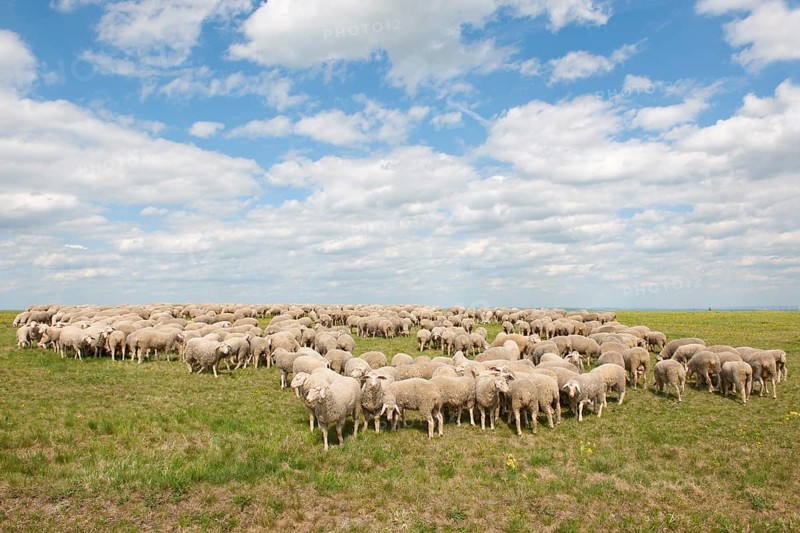 Merino Sheep (Ovis sp.)