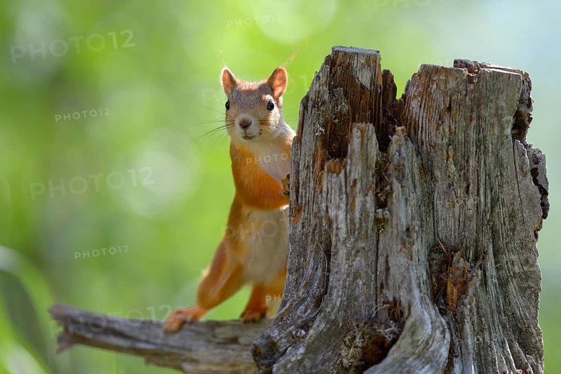 Eurasian Red Squirrel (Sciurus vulgaris) looks curiously out from behind an old pine stump