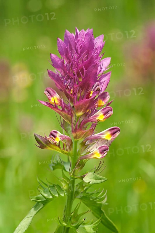 Field Cow-wheat (Melampyrum arvense)
