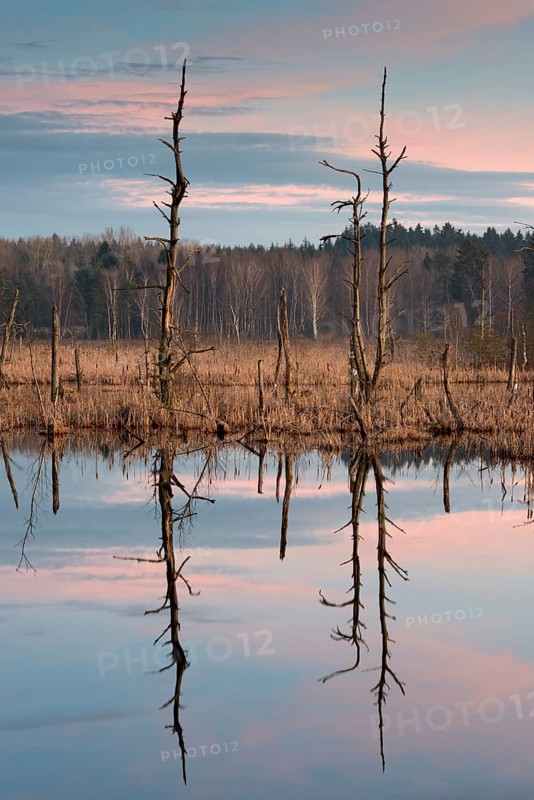 Dead trees in Schwenninger Moos Nature Reserve