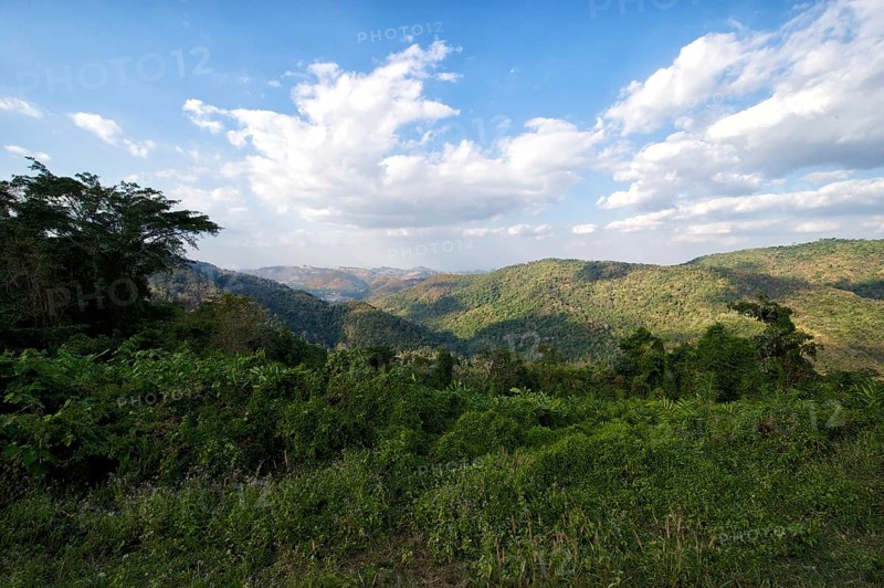 Jungle landscape