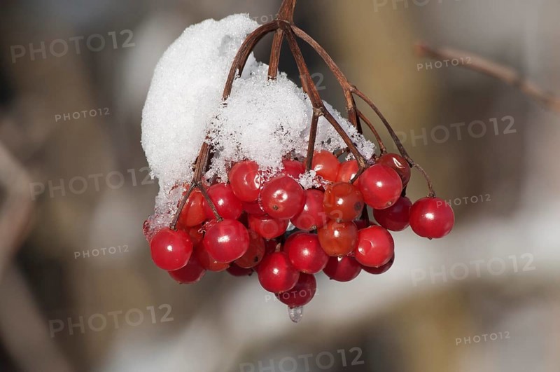 Viburnum (Viburnum opulus)