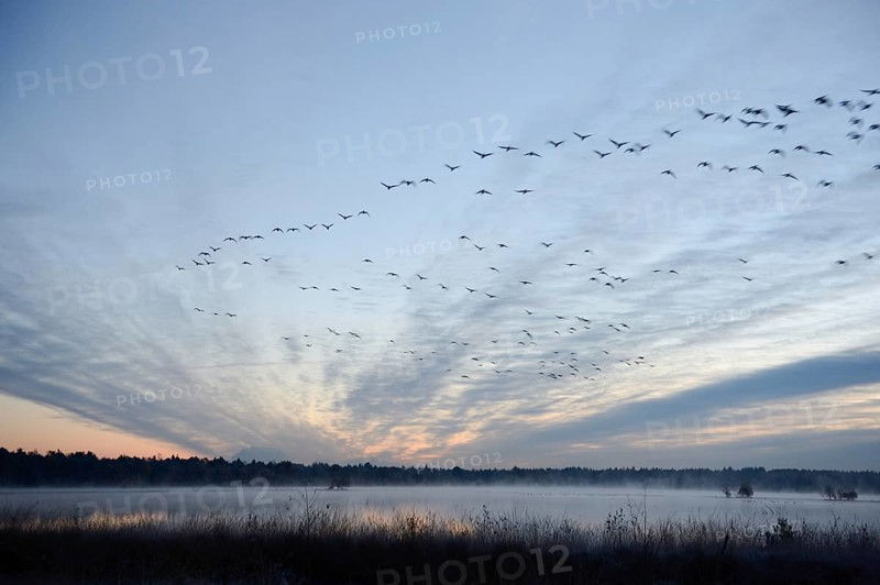 Flock of birds flying over a marsh in the morning