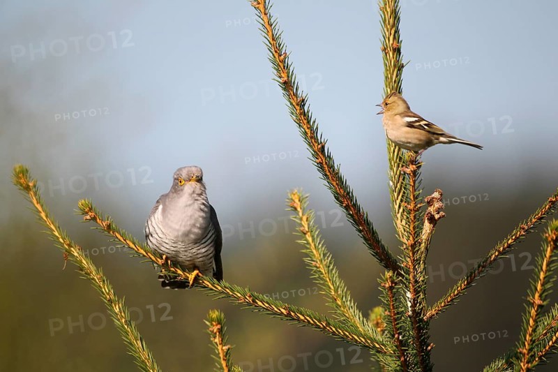 Chaffinch (Fringilla coelebs) being angry with a cuckoo (Cuculus canorus)