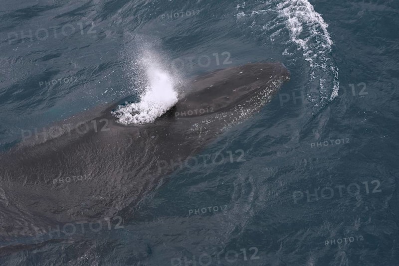 Humpback Whale (Megaptera novaeangliae)