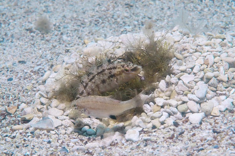 Grey wrasse (Symphodus cinereus)