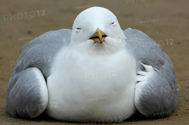 Common Gull (Larus canus) acting apathetic and having coordination difficulties due to a thiamine deficiency