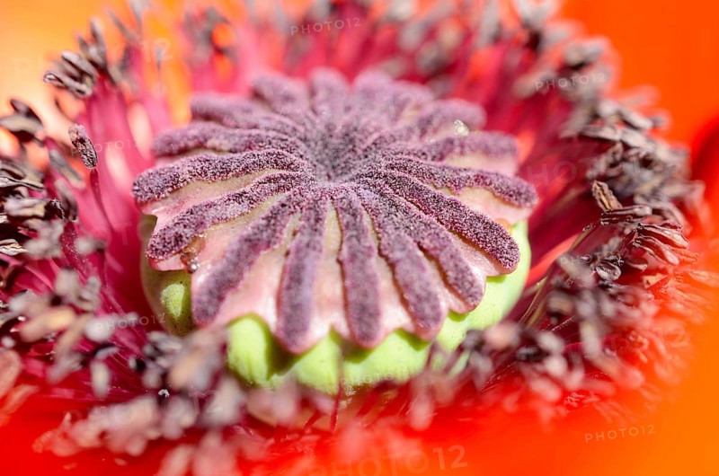 Oriental Poppy (Papaver orientale)