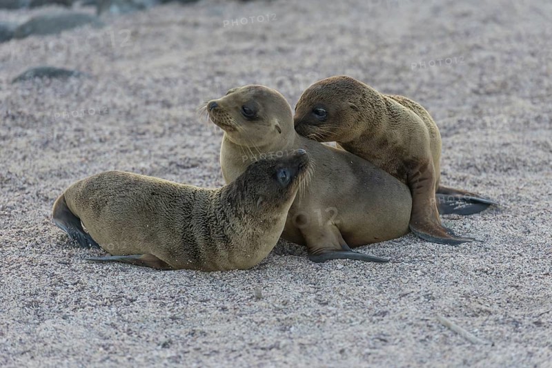 Young Galapagos Sea Lions (Zalophus wollebaeki)
