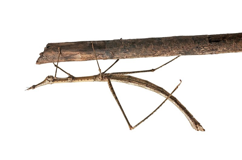 Horse Head Grasshopper (Pseudoproscopia latirostris)