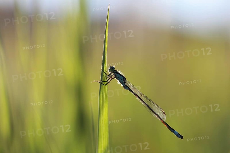 Blue-tailed Damselfly (Ischnura elegans)