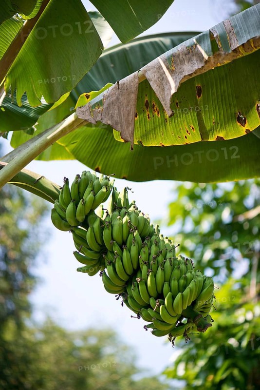 Banana Plant (Musa paradisiaca)