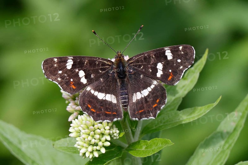 Map butterfly (Araschnia levana)