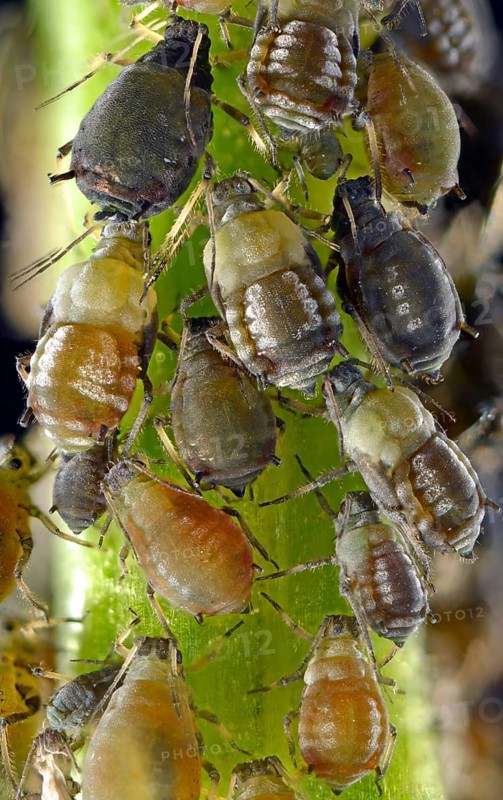 Aphids (Aphidoidea)