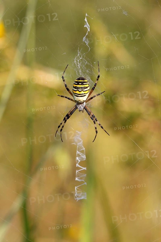 Wasp Spider or Zebra Spider (Argiope bruennichi)