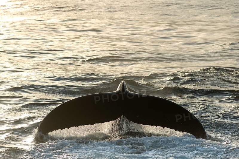 Fluke of a diving Humpback Whale (Megaptera novaeangliae)