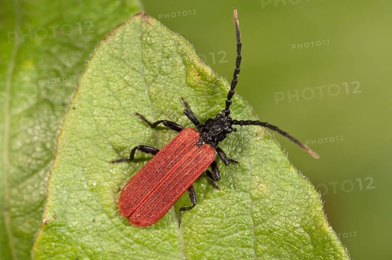 Beetle species (Platycnis minutus)