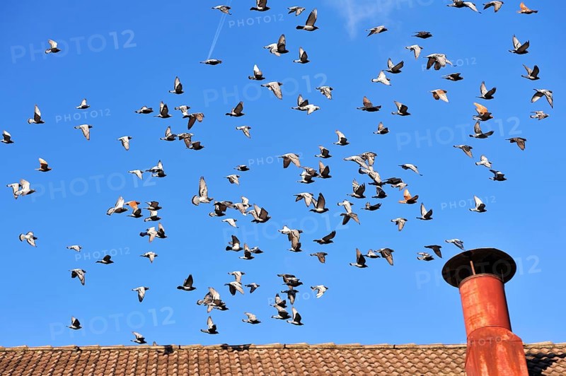 Flock of Pigeons (Columbidae) in flight