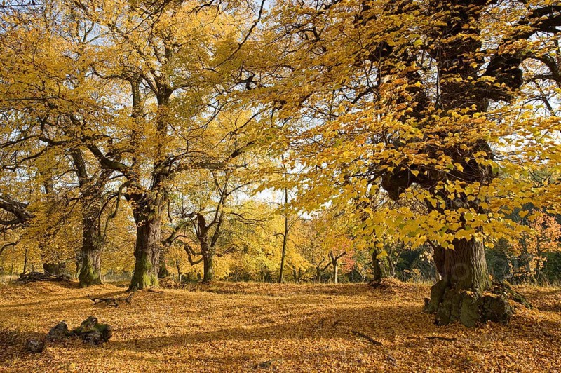 Small-leaved Lime or Little-leaf Linden (Tilia cordata) in autumn