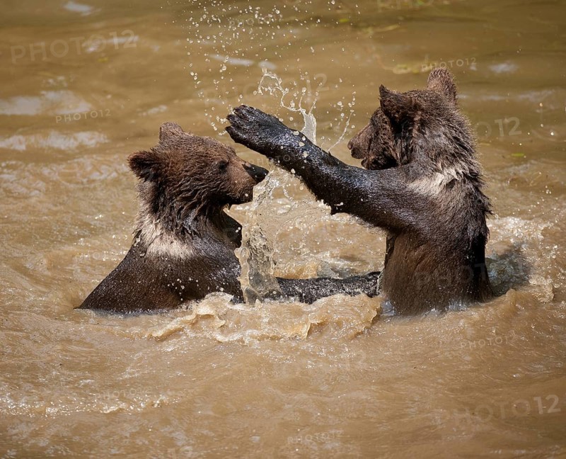 Brown Bears (Ursus arctos)