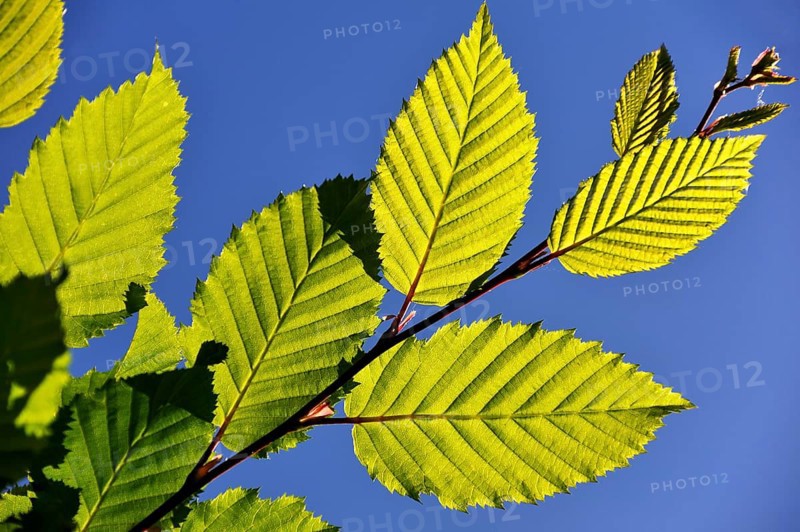 European Hornbeam (Carpinus betulus)