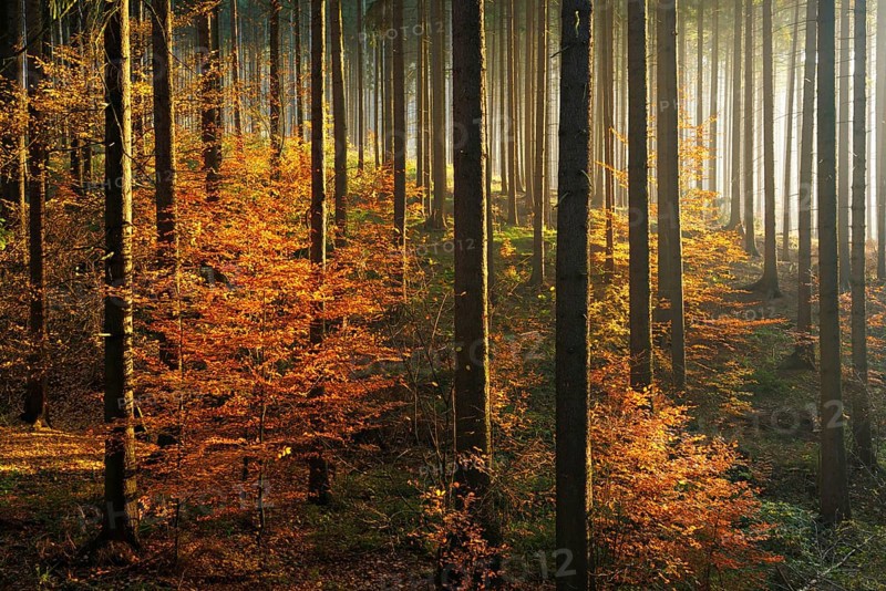 Sunny spruce forest with beginning rejuvenation by beeches in autumn