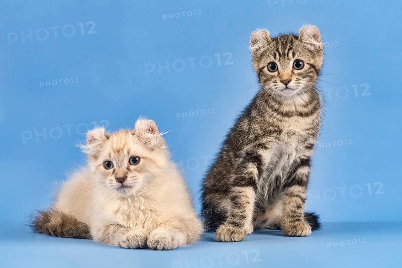 Two breedscats American Curl (Felis silvestris catus)