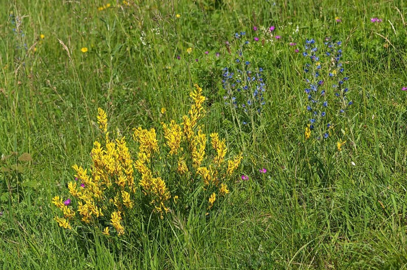 Scotch Broom (Cytisus scoparius)