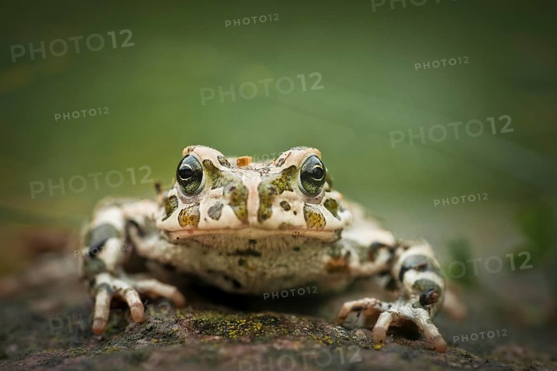 European Green Toad (Bufo viridis)
