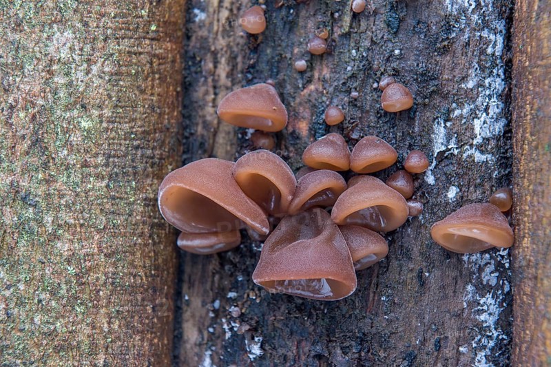 Jew's Ear or Wood Ear Fungus (Auricularia auricula-judae) on a Sycamore