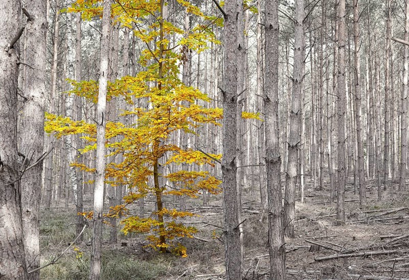 Autumn leaves of a single deciduous tree between pine trees