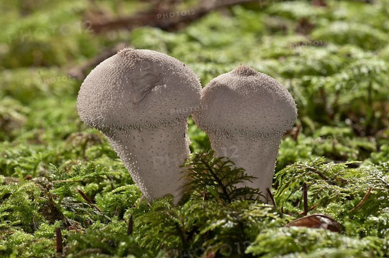 Gem-studded Puffball or the Devil's Snuff-box (Lycoperdon perlatum)