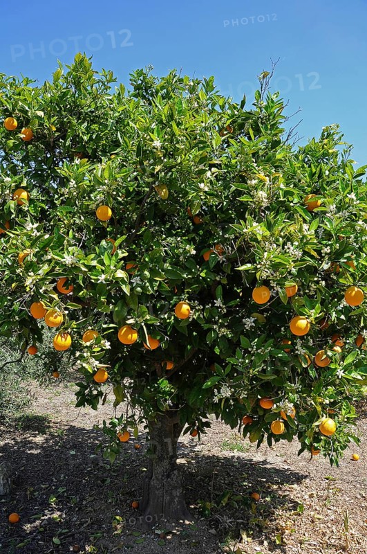 Orange Trees (Citrus x sinensis) in a plantation