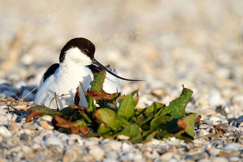 Pied Avocet (Recurvirostra avosetta) sitting on a nest