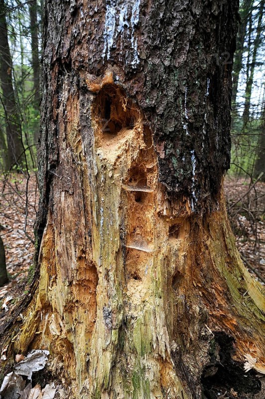Woodpecker holes in a Spruce (Picea abies)